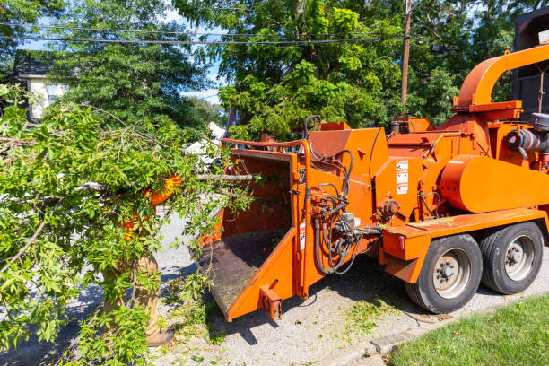 Tree Root Removal in Morningside, MD